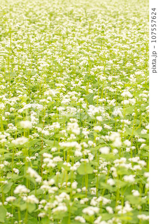 家の周りの草花 四季の色々 白い清楚な花 秋風になびく 小さな花の連なり そばの花 家の周りの草花 四季の色々 白い清楚な花 秋風になびく 小さな花の連なり そばの花 107557624