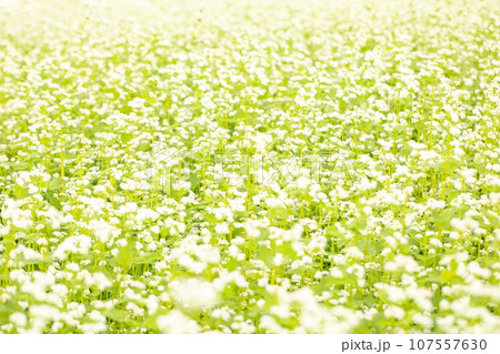 家の周りの草花 四季の色々 白い清楚な花 秋風になびく 小さな花の連なり そばの花 家の周りの草花 四季の色々 白い清楚な花 秋風になびく 小さな花の連なり そばの花 107557630