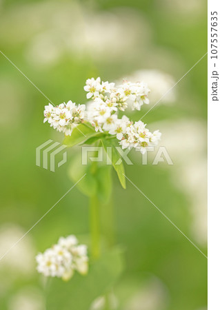 家の周りの草花 四季の色々 白い清楚な花 秋風になびく 小さな花の連なり そばの花 家の周りの草花 四季の色々 白い清楚な花 秋風になびく 小さな花の連なり そばの花 107557635