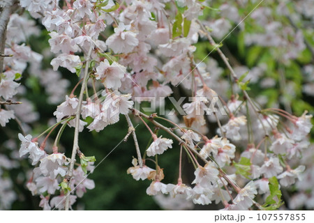 八重桜 八重桜 107557855
