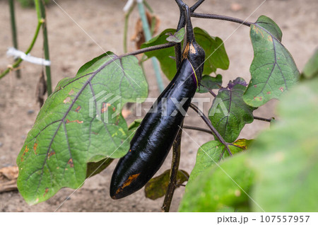 家庭菜園に実った長崎長なす 107557957