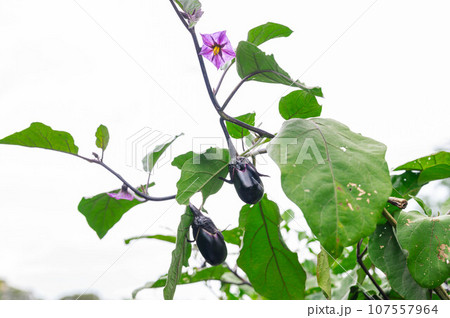 家庭菜園の花咲く千両ナス 家庭菜園の花咲く千両ナス 107557964