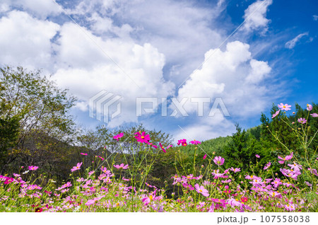 秋晴れの独鈷山とコスモス畑 107558038