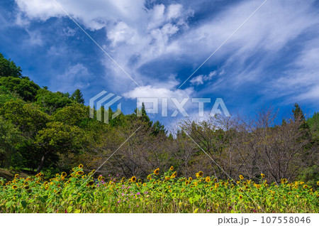 独鈷山の遅咲きのひまわり園 107558046