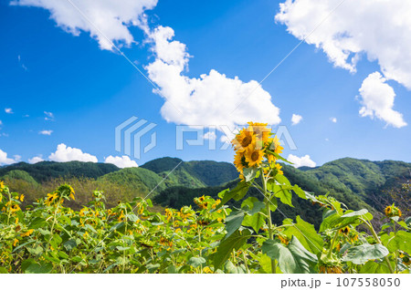 独鈷山麓のひまわり園 独鈷山麓のひまわり園 107558050