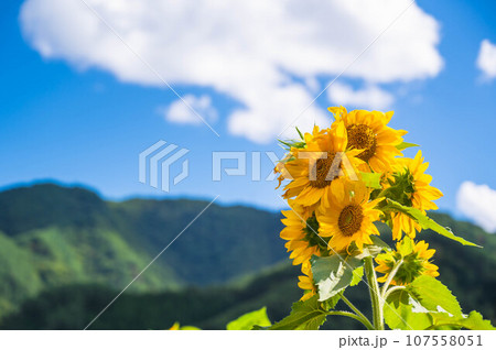 独鈷山麓に花咲く遅咲きのヒマワリ 107558051