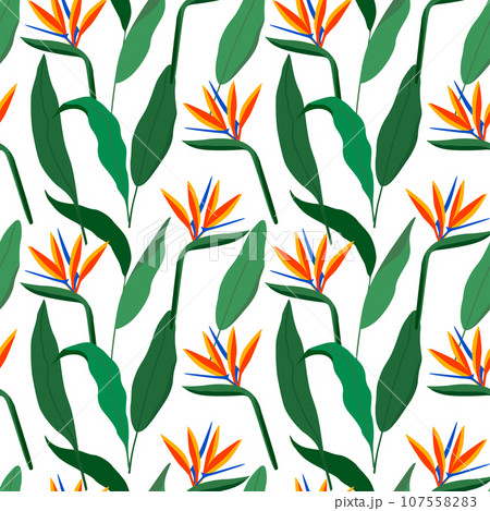Seamless tropical pattern with strelitzia. Vector illustration. 107558283
