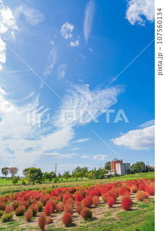 愛知牧場、紅葉するコキア〈愛知県日進市〉 107560134
