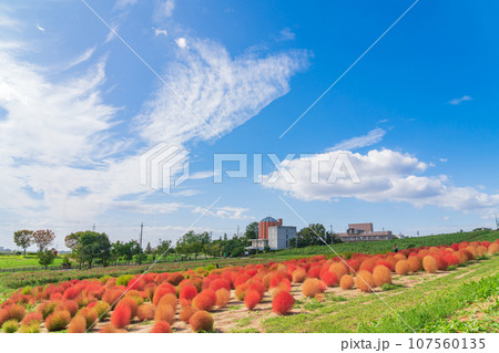 愛知牧場、紅葉するコキア〈愛知県日進市〉 愛知牧場、紅葉するコキア〈愛知県日進市〉 107560135