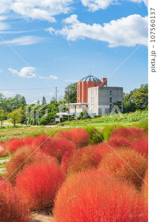 愛知牧場、紅葉するコキア〈愛知県日進市〉 107560137