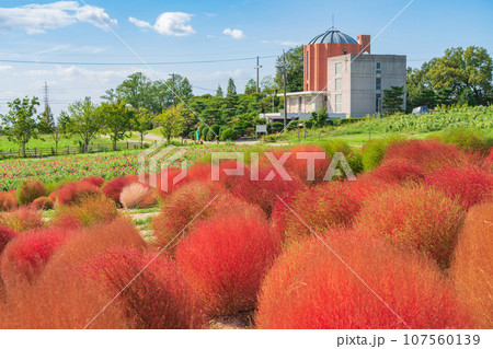 愛知牧場、紅葉するコキア〈愛知県日進市〉 愛知牧場、紅葉するコキア〈愛知県日進市〉 107560139