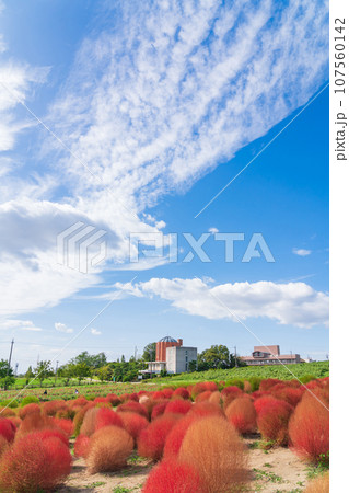 愛知牧場、紅葉するコキア〈愛知県日進市〉 107560142