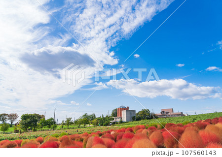 愛知牧場、紅葉するコキア〈愛知県日進市〉 107560143