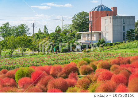 愛知牧場、紅葉するコキア〈愛知県日進市〉 愛知牧場、紅葉するコキア〈愛知県日進市〉 107560150
