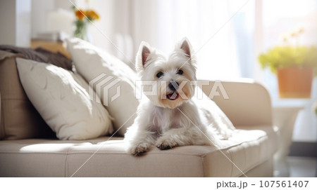 White terrier enjoys domestic life in a contemporary apartment. Urban pet-friendly living 107561407