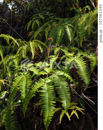 ハワイ島 シダ植物 ハワイ島 シダ植物 107561540