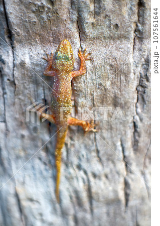 Gecko construction background Gecko construction background 107561644