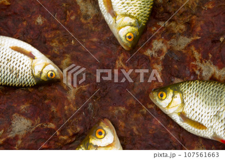 Baltic rudd Baltic rudd 107561663