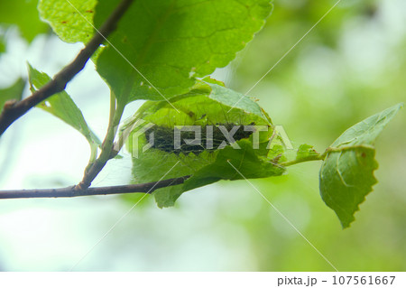 Lymantria dispar caterpillars move in forest. 107561667