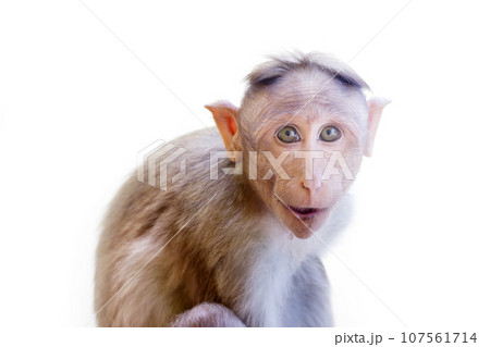 Indian macaques, bonnet macaques, or (lat. Macaca radiata). Indian macaques, bonnet macaques, or (lat. Macaca radiata). 107561714