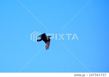 raven raven 107561737