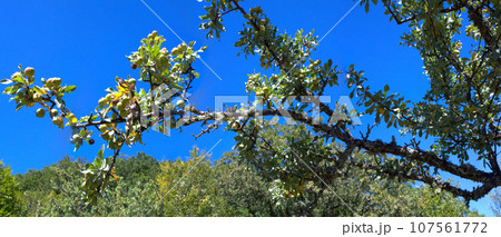 wild pear in mountains panorama wild pear in mountains panorama 107561772