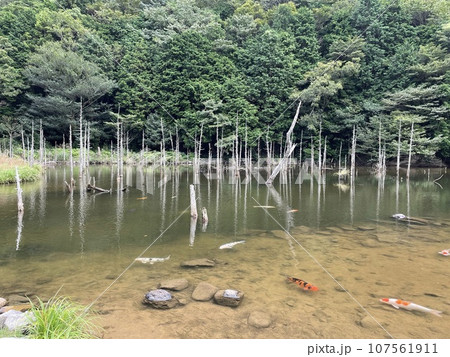 水没林が水面から伸びる神秘的な池「蒼霧鯉池」 107561911