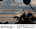 ヤシの木のある夕景 107562122
