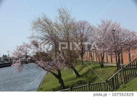網走川河畔の桜風景 網走川河畔の桜風景 107562829