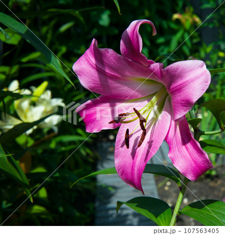 Lily of lilac color in the garden. 107563405