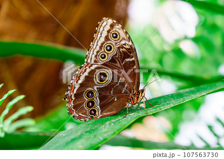 tropical butterfly with eyes on the wings caligo atreus. butterfly garden, butterfly farm 107563730