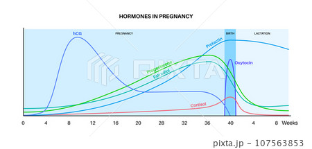 Hormones in pregnancy 107563853