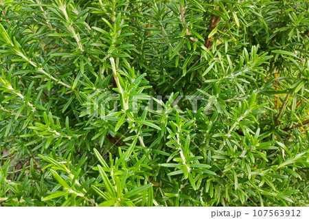 Rosemary growing in a kitchen garden 107563912