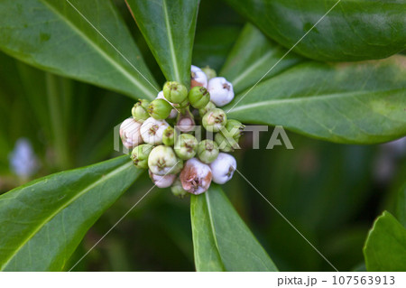 Close-up on Scaevola taccada 107563913