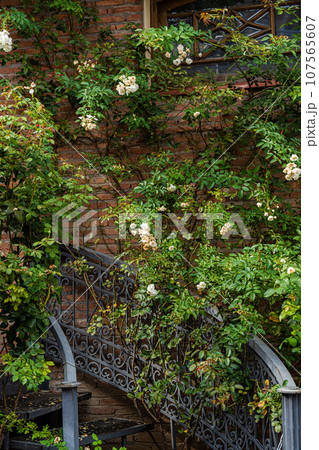 Old house covered with rose plant Old house covered with rose plant 107565607
