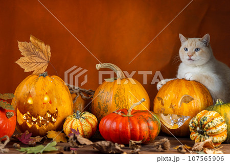 Pumpkin decorations for Halloween, a cat with blue eyes sitting on a pumpkin with carved funny glowing face Pumpkin decorations for Halloween, a cat with blue eyes sitting on a pumpkin with carved funny glowing face 107565906