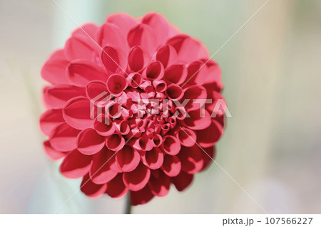 家の周りの草花　四季の色々　秋空に輝く赤やピンクの大輪の花びら　赤いダリア 107566227