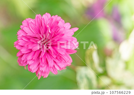家の周りの草花　四季の色々　秋空に輝く赤やピンクの大輪の花びら　秋空に映えるダリア 107566229