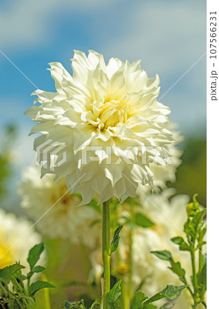 家の周りの草花　四季の色々　秋空に輝く　大輪の花びら　秋空に映える白いダリア 107566231