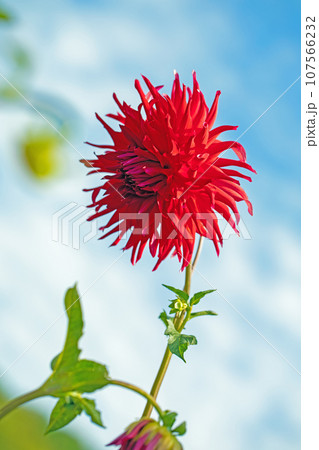 家の周りの草花　四季の色々　秋空に輝く赤やピンクの大輪の花びら　青空に映えるダリア 107566232