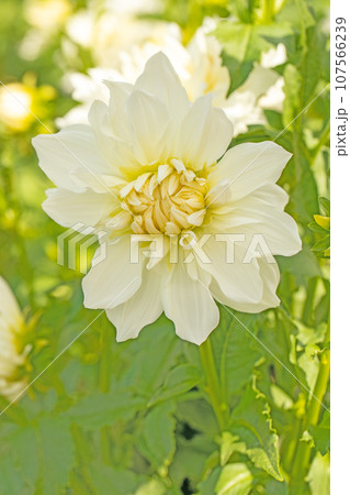 家の周りの草花　四季の色々　秋空に輝く　大輪の花びら　秋空に映えるダリア 107566239
