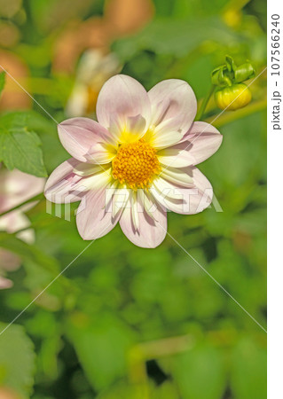 家の周りの草花　四季の色々　秋空に輝く赤やピンクの大輪の花びら　秋空に映えるダリア 107566240