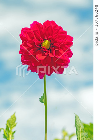 家の周りの草花 四季の色々 秋空に輝く赤やピンクの大輪の花びら 青空に映えるダリア 家の周りの草花 四季の色々 秋空に輝く赤やピンクの大輪の花びら 青空に映えるダリア 107566248