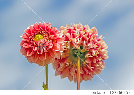 家の周りの草花　四季の色々　秋空に輝く赤やピンクの大輪の花びら　青空に映えるダリア 107566258