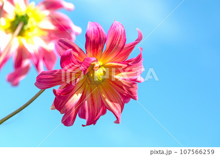 家の周りの草花　四季の色々　秋空に輝く赤やピンクの大輪の花びら　青空に映えるダリア 107566259