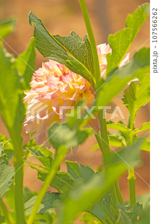 家の周りの草花 四季の色々 秋空に輝く赤やピンクの大輪の花びら 秋空に映えるダリア 家の周りの草花 四季の色々 秋空に輝く赤やピンクの大輪の花びら 秋空に映えるダリア 107566262