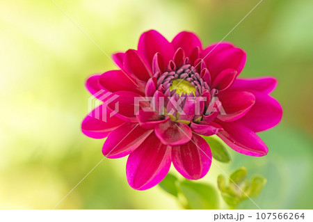 家の周りの草花 四季の色々 秋空に輝く赤やピンクの大輪の花びら 赤いダリア 家の周りの草花 四季の色々 秋空に輝く赤やピンクの大輪の花びら 赤いダリア 107566264