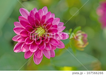 家の周りの草花　四季の色々　秋空に輝く赤やピンクの大輪の花びら　赤いダリア 107566266