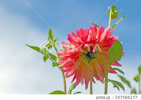 家の周りの草花　四季の色々　秋空に輝く赤やピンクの大輪の花びら　青空に映えるダリア 107566277