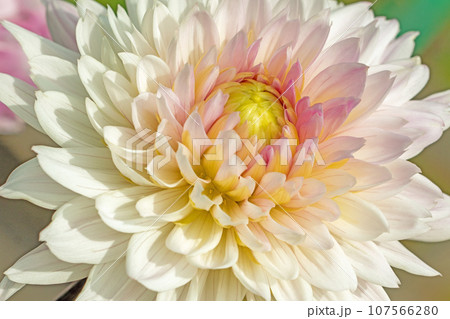 家の周りの草花　四季の色々　秋空に輝く赤やピンクの大輪の花びら　秋空に映えるダリア 107566280